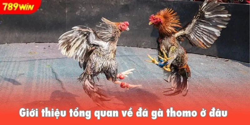Giới thiệu tổng quan về đá gà thomo ở đâu